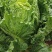 白菜大白菜优质冷库大白菜