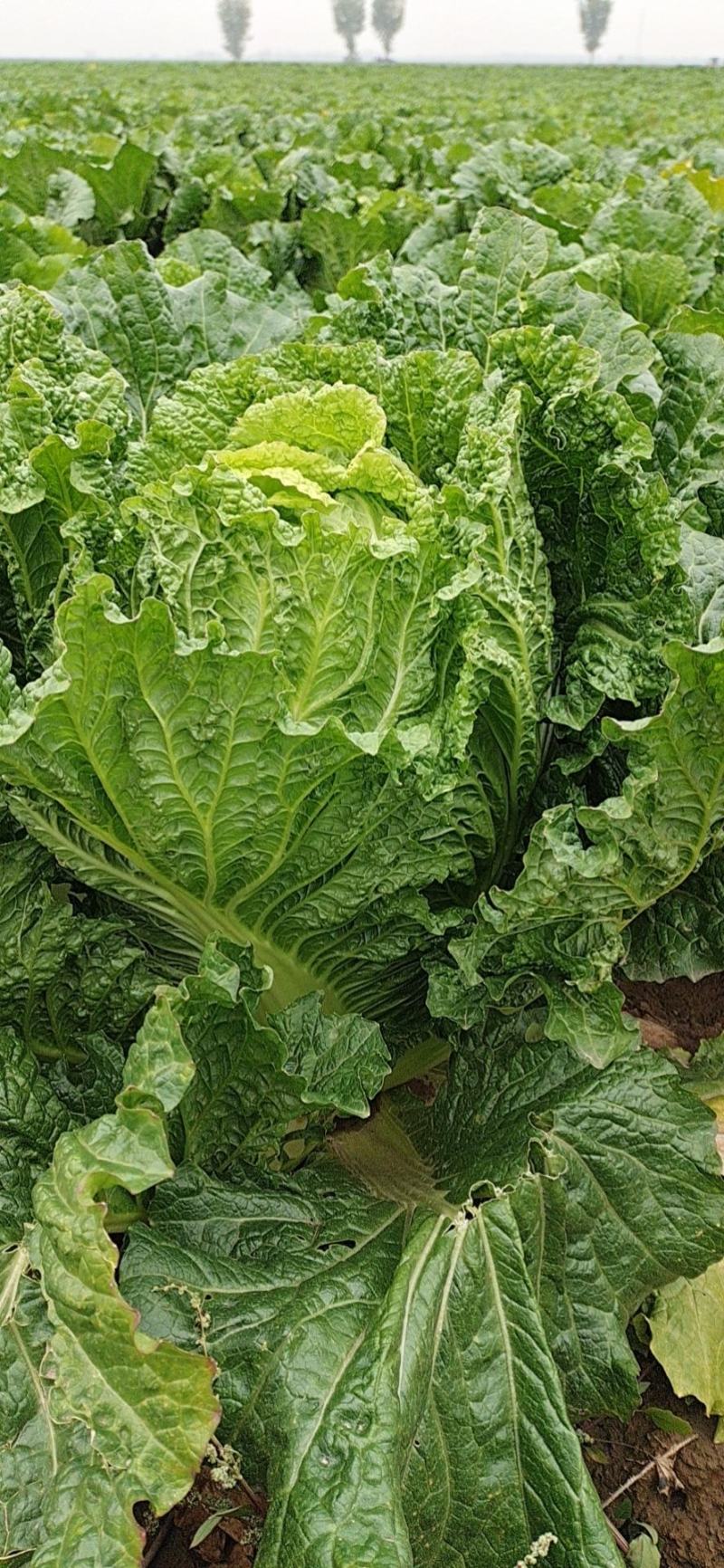 白菜大白菜优质冷库大白菜