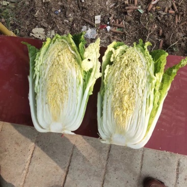 大娃娃菜上车价5毛需要联系
