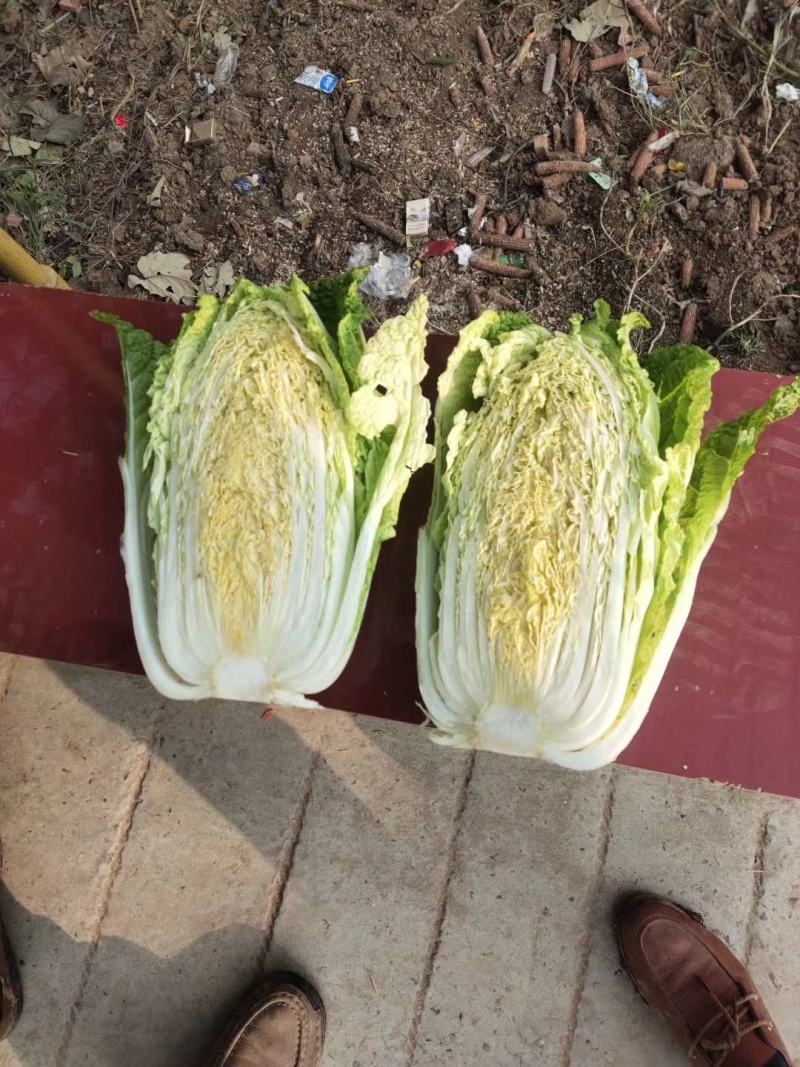 大娃娃菜上车价5毛需要联系