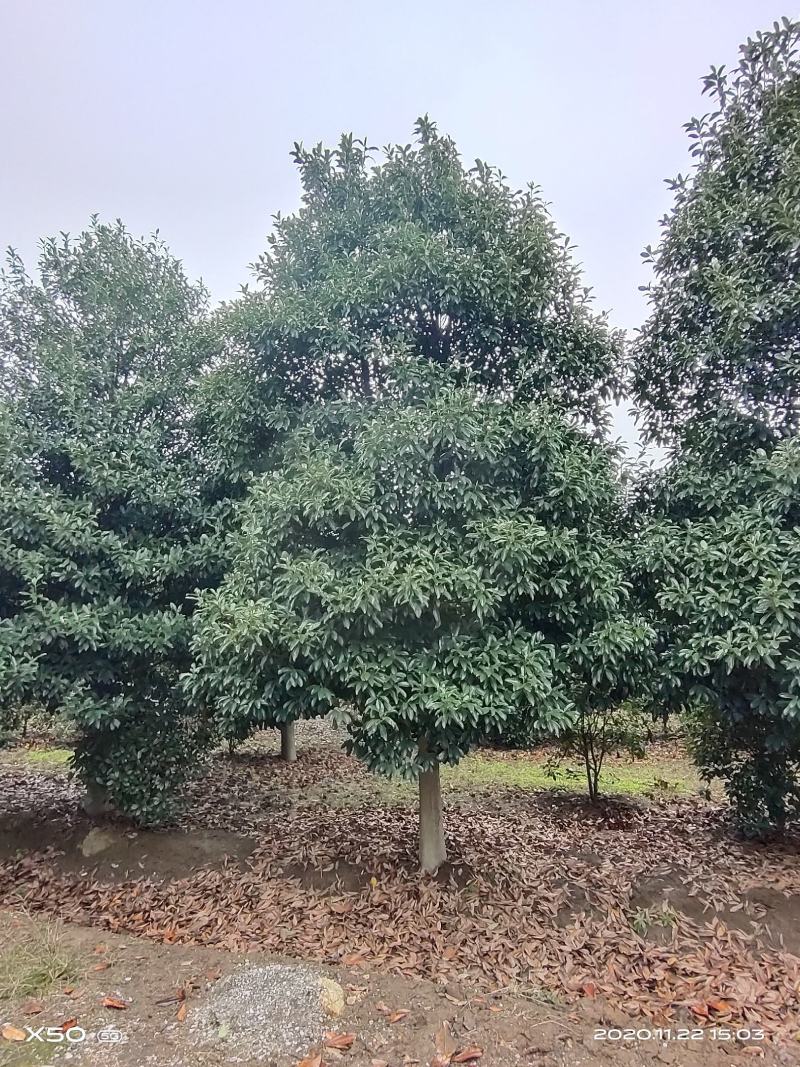 河南南阳大量供应精品8---20公分乐昌含笑