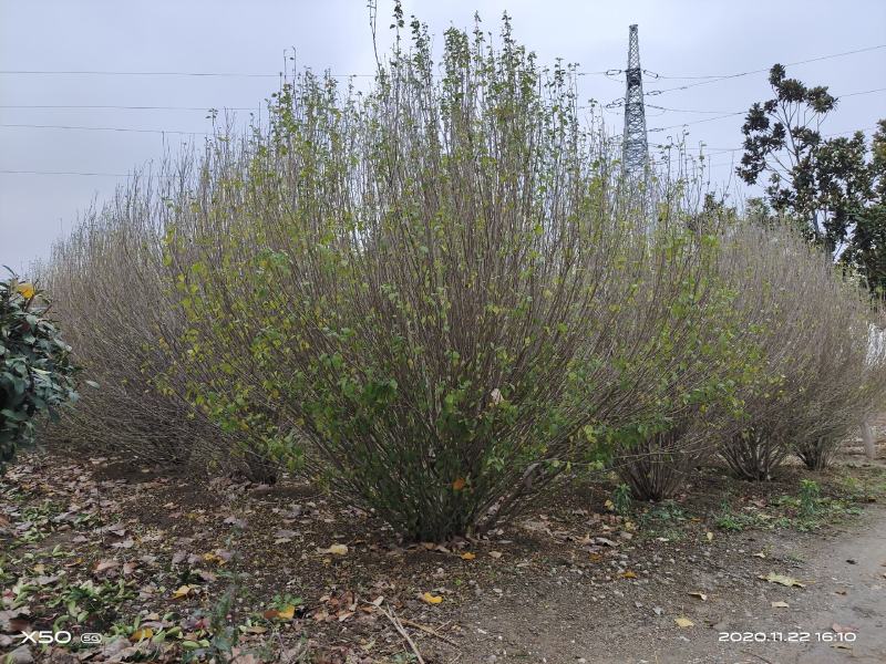 河南南阳大量供应精品丛生木槿2-3米冠！！！