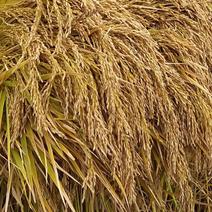谷类作物五常稻花香稻谷，自己合作种植，适合小型米机及大型