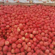 苹果红富士苹果，个头大颜色红产地直销价格更便宜火爆供应中