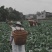 精品甘蓝需要得老板赶快赶快