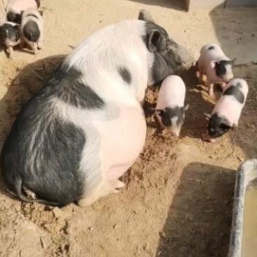 纯种巴马香猪小香猪出栏中支持全国各地发货南北方都可以养