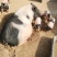 纯种巴马香猪小香猪出栏中支持全国各地发货南北方都可以养