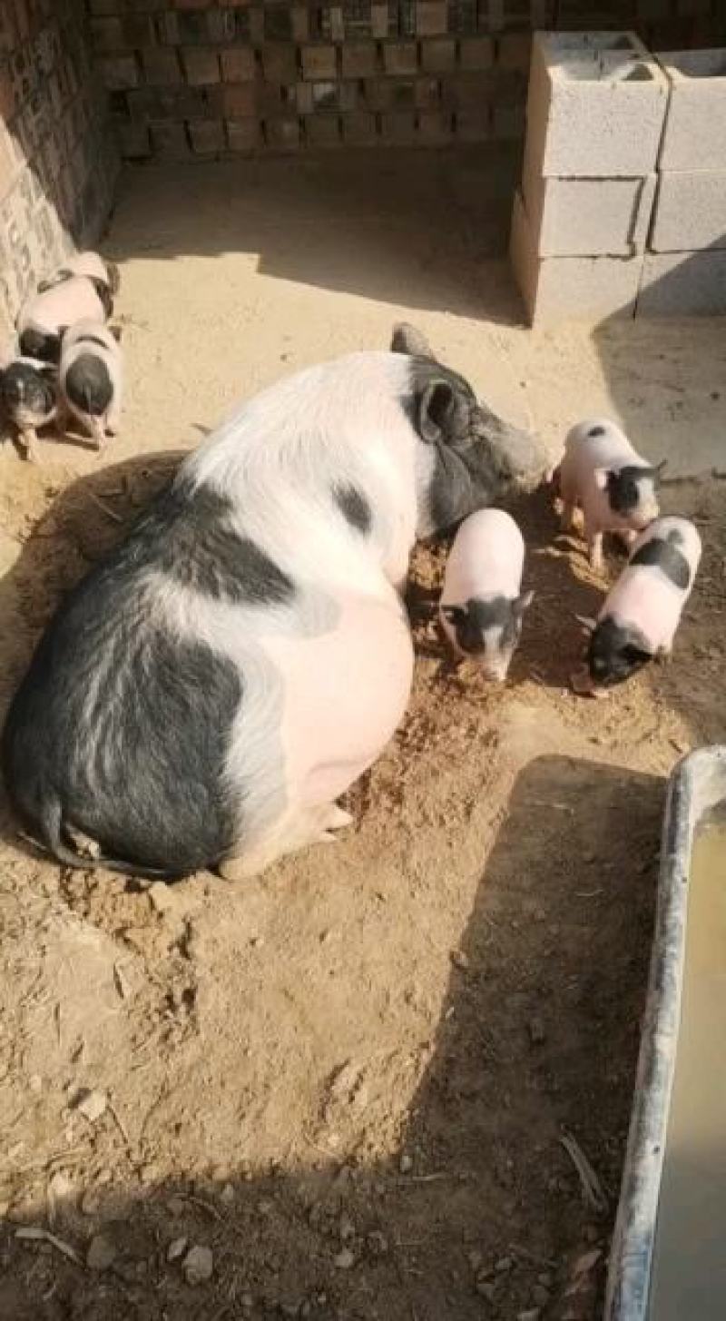 纯种巴马香猪小香猪出栏中支持全国各地发货南北方都可以养
