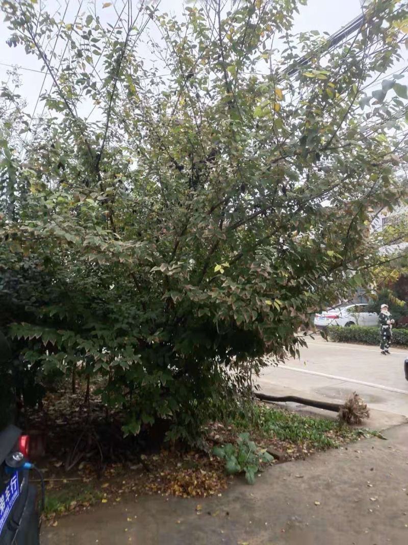 河南南阳供应精品5-20公分，造型古桩素心，红心，大腊梅