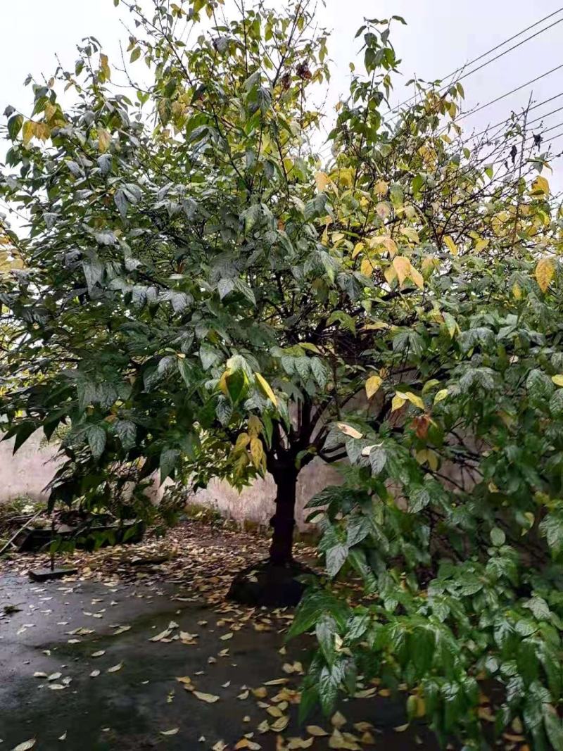 河南南阳供应精品5-20公分，造型古桩素心，红心，大腊梅