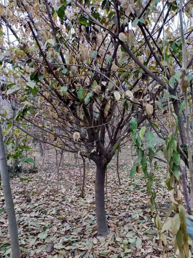 河南南阳供应精品5-20公分，造型古桩素心，红心，大腊梅