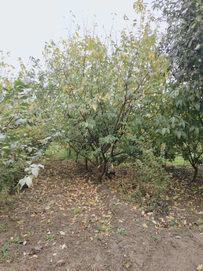 河南南阳供应精品5-20公分，造型古桩素心，红心，大腊梅