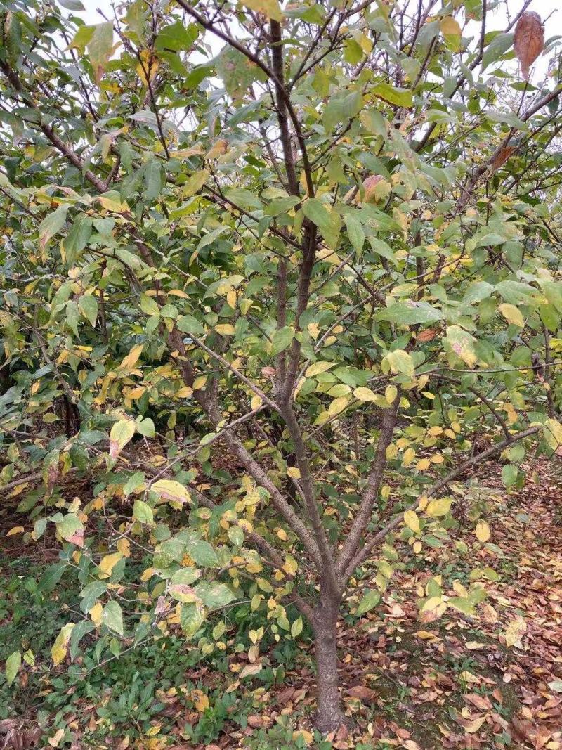 河南南阳供应精品5-20公分，造型古桩素心，红心，大腊梅