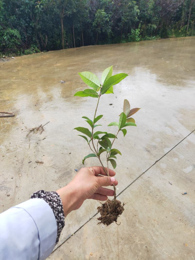 四季桂小苗月月桂苗桂花树苗庭院绿化工程苗大树