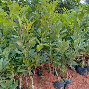 杨梅苗50~80适合南北方种植一手货源基地直发质量保障
