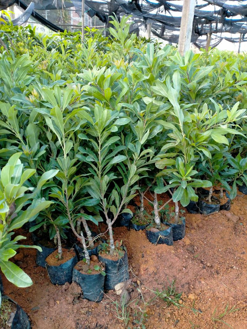 杨梅苗50~80适合南北方种植一手货源基地直发质量保障