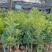 杨梅苗50~80适合南北方种植一手货源基地直发质量保障