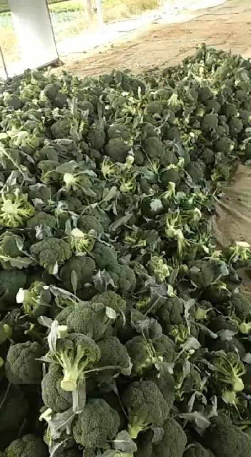精品西蓝花大量供应，价格便宜，产地直发，欢迎选购