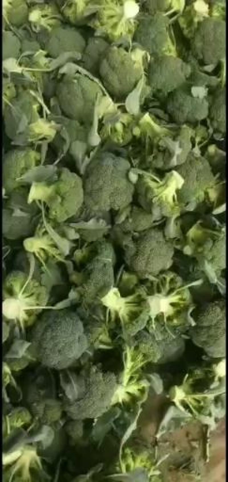 精品西蓝花大量供应，价格便宜，产地直发，欢迎选购