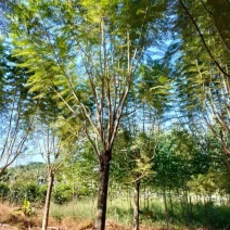 蓝花楹胸径15公分现货供应漳州蓝花楹种植基地批发