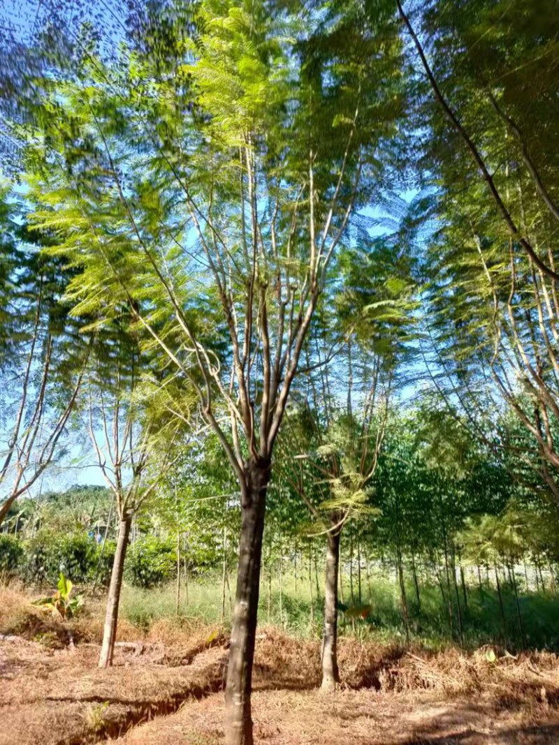 蓝花楹胸径15公分现货供应漳州蓝花楹种植基地批发
