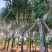蓝花楹胸径15公分现货供应漳州蓝花楹种植基地批发