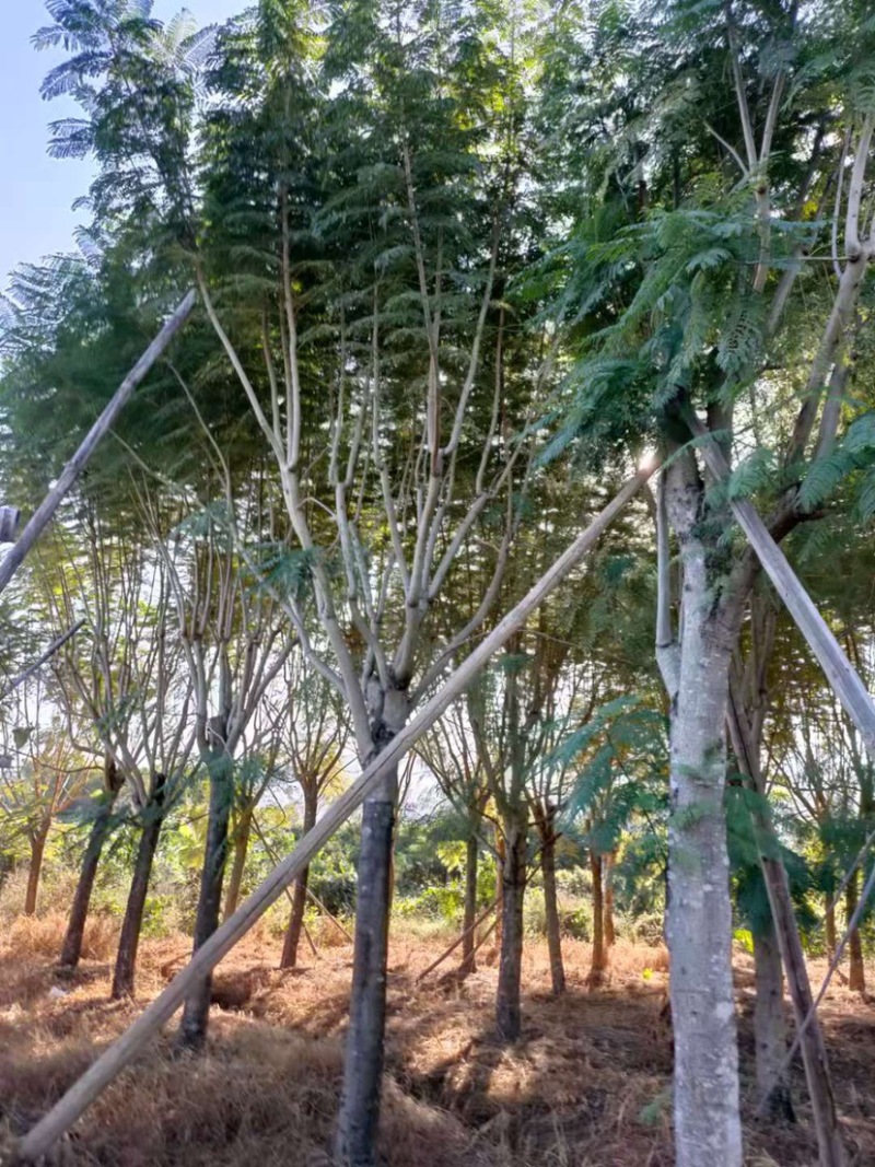 蓝花楹胸径15公分现货供应漳州蓝花楹种植基地批发