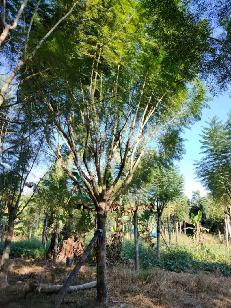 蓝花楹胸径15公分现货供应漳州蓝花楹种植基地批发