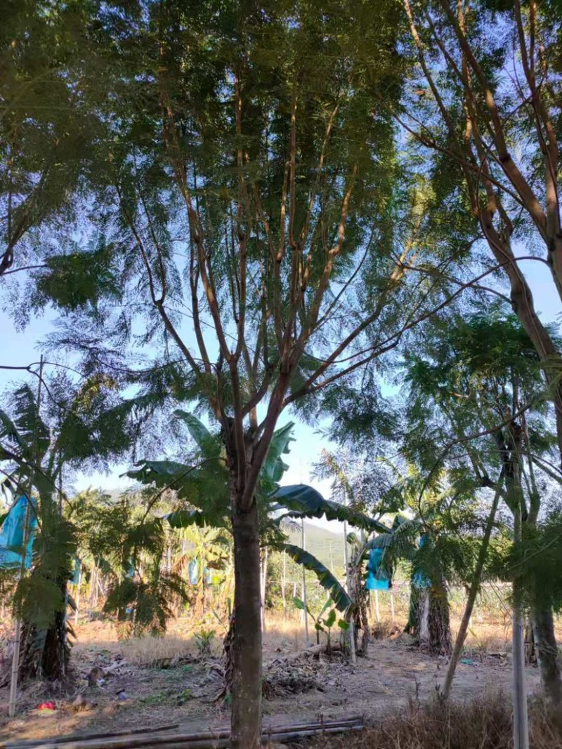 蓝花楹胸径15公分现货供应漳州蓝花楹种植基地批发