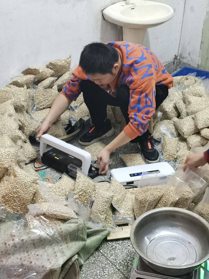 新采枸橘种子枸橘新种子枳壳种子机壳种子