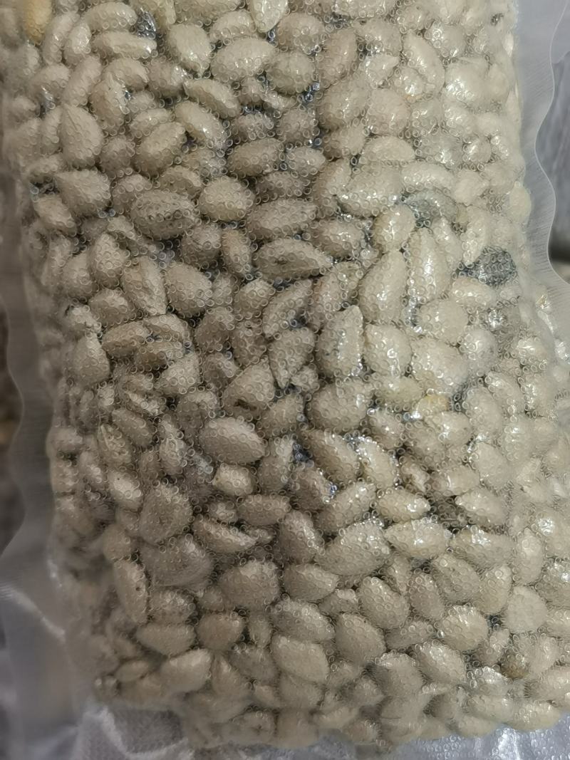 新采枸橘种子枸橘新种子枳壳种子机壳种子