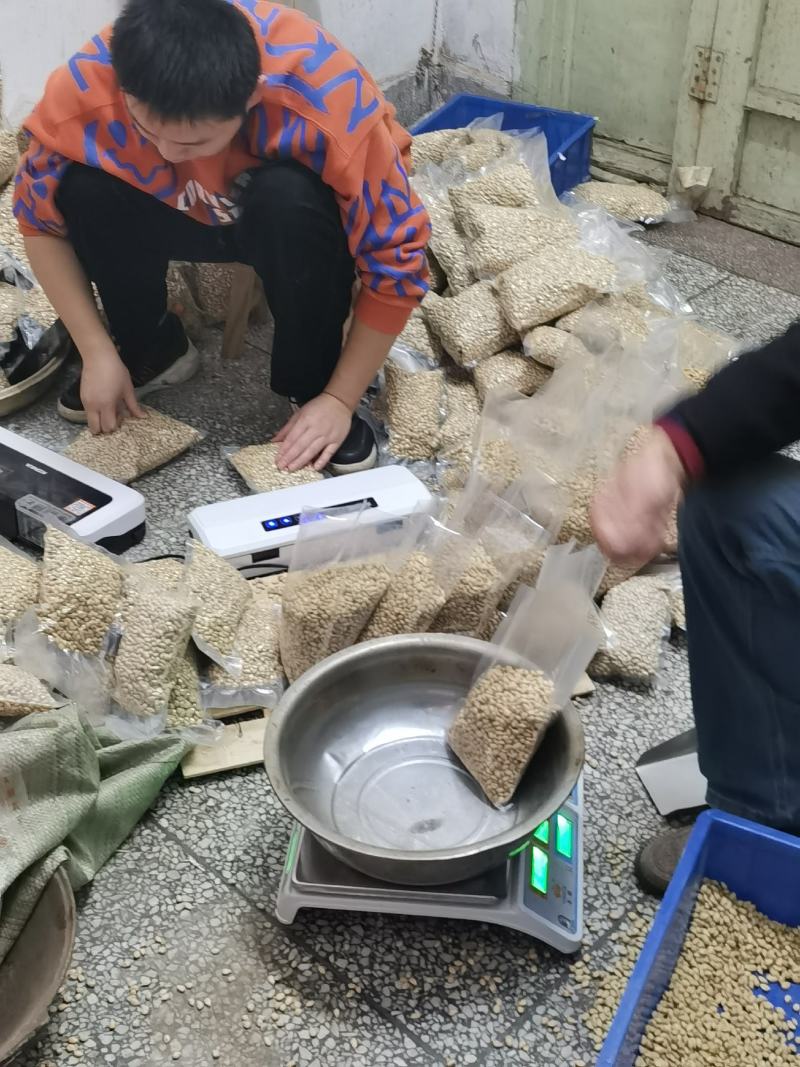新采枸橘种子枸橘新种子枳壳种子机壳种子