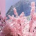 染井吉野樱花小苗1.5公分质量好价格优行道苗圃