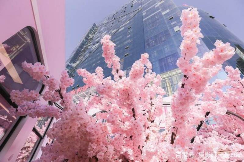 染井吉野樱花小苗1.5公分质量好价格优行道苗圃