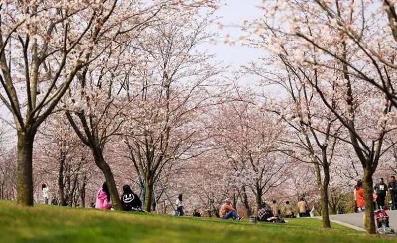 染井吉野樱花小苗1.5公分质量好价格优行道苗圃