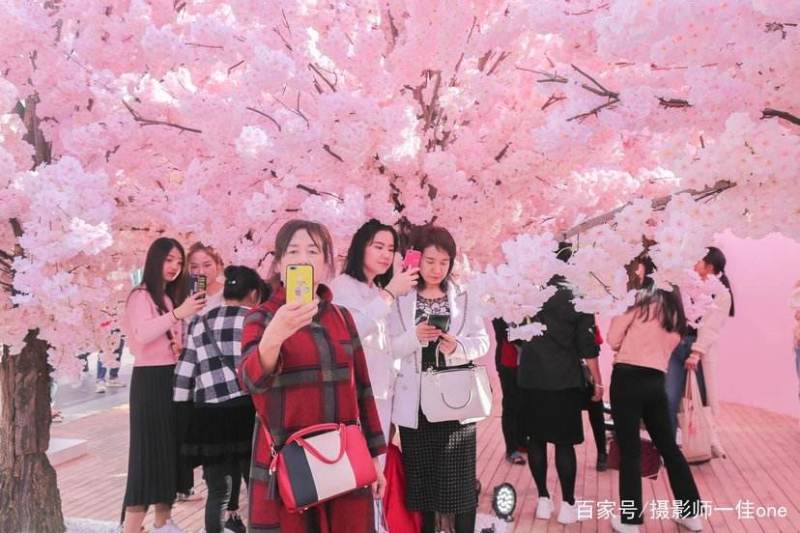 染井吉野樱花小苗1.5公分质量好价格优行道苗圃