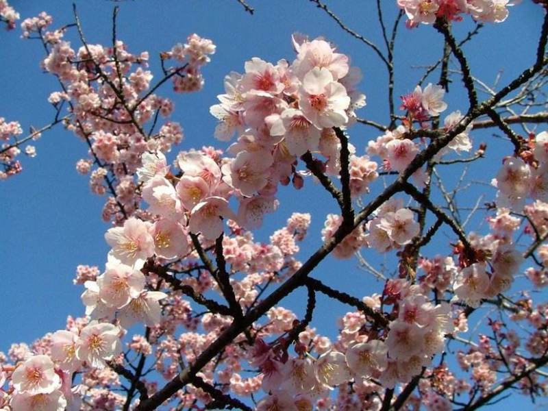 染井吉野樱花小苗1.5公分质量好价格优行道苗圃