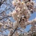 染井吉野樱花小苗1.5公分质量好价格优行道苗圃