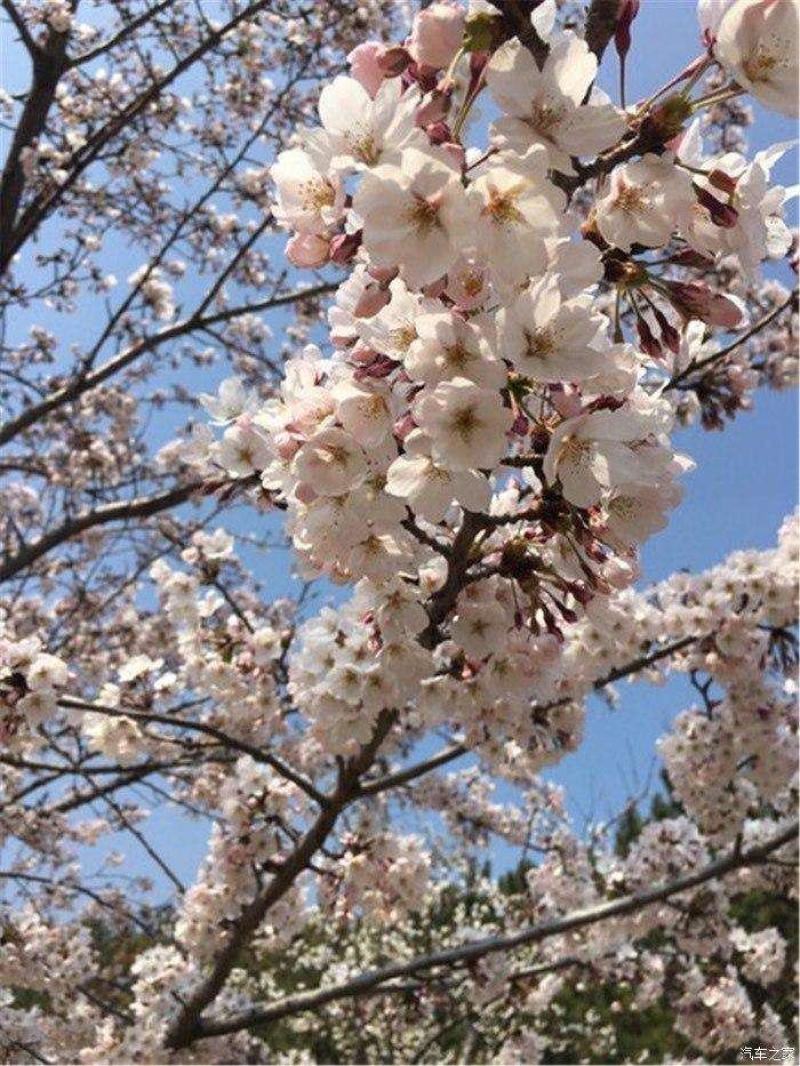 染井吉野樱花小苗1.5公分质量好价格优行道苗圃