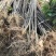染井吉野樱花小苗1.5公分质量好价格优行道苗圃