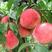 桃树苗突围桃树苗果大甜脆可口南北方可种植早熟品种