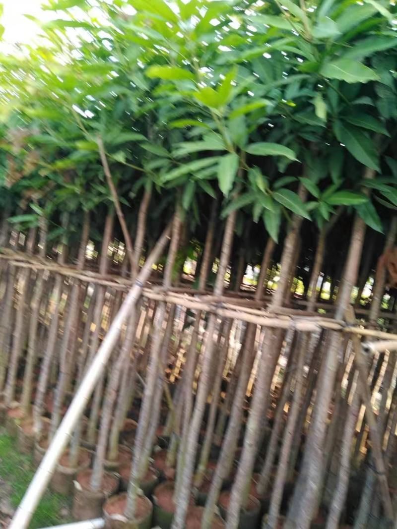 芒果树福建漳州芒果树绿化庭院设计基地直供大小规格袋袋苗