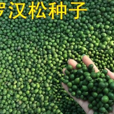 罗汉松种子珍珠台湾罗汉松种子大叶小叶罗汉松种子