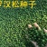 台湾罗汉松种子罗汉松新种子出芽率高包发芽