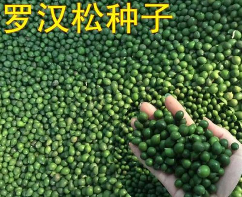 台湾罗汉松种子罗汉松新种子出芽率高包发芽