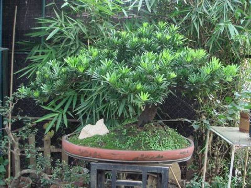 台湾罗汉松种子罗汉松新种子出芽率高包发芽