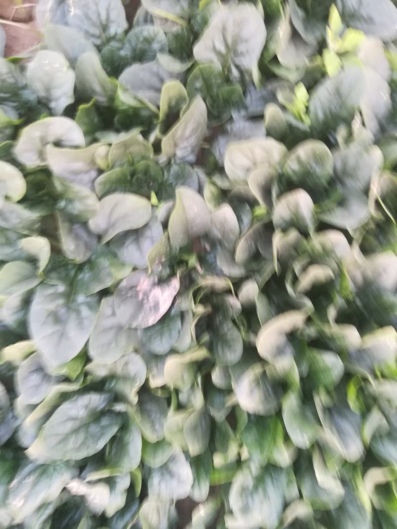 趴地波菜有黑又亮长期供应