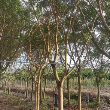 红皮榕福建漳州红皮榕绿化庭院设计基地直供大小规格袋苗