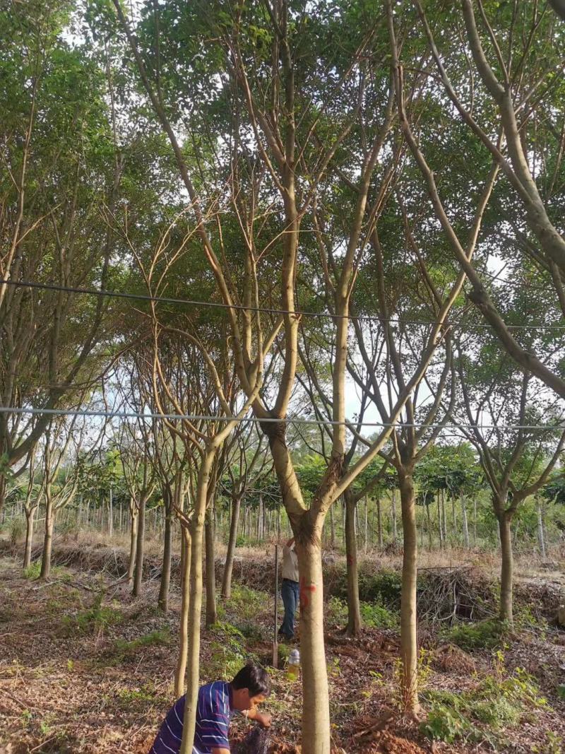 红皮榕福建漳州红皮榕绿化庭院设计基地直供大小规格袋苗
