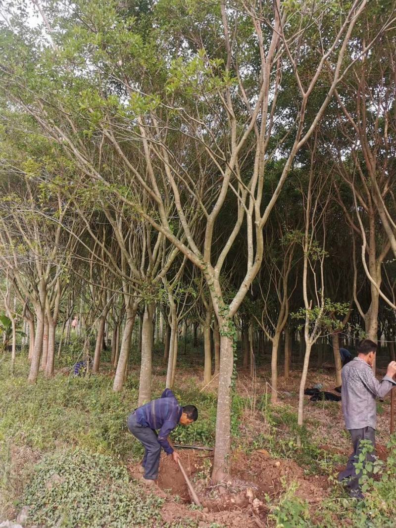 红皮榕福建漳州红皮榕绿化庭院设计基地直供大小规格袋苗